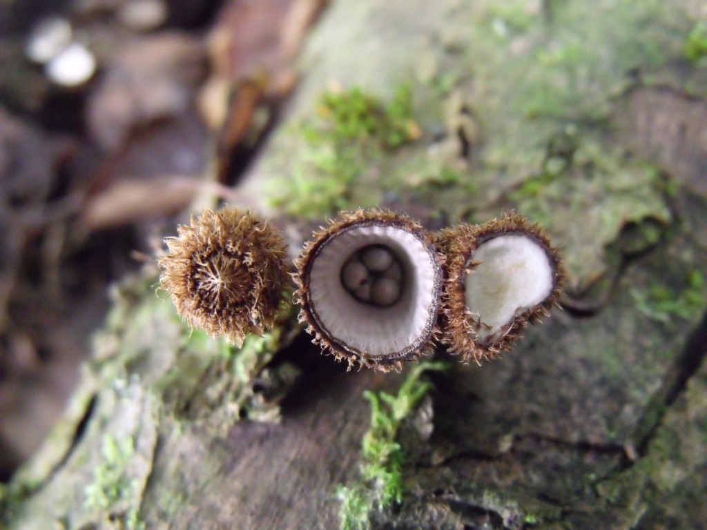 Cyathus striatus - Bird's Nest Fungus