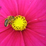 Honey bee in the Bee Garden