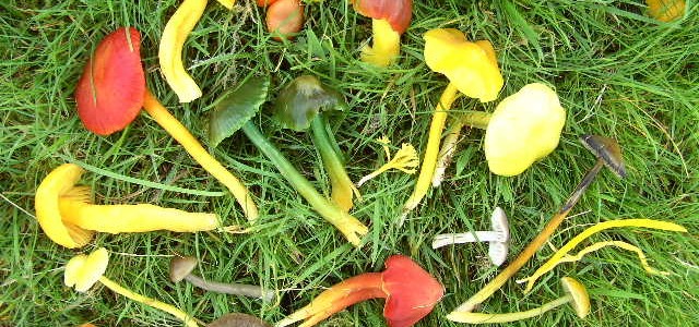 Colourful varieties of waxcap fungi