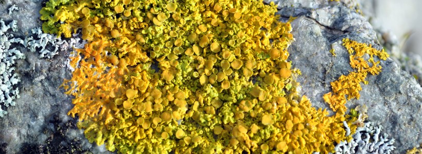 Yellow Wall Lichen