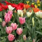 A wide variety of colourful tulips