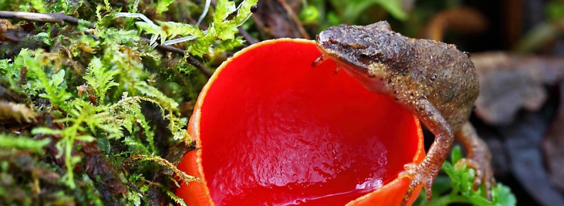 Newt crawling up vividly red scarlet elf cup fungus