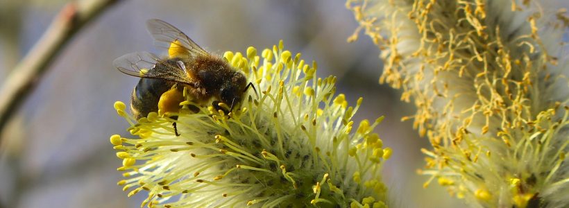 Honey bees like living close to the hedge – it's official!
