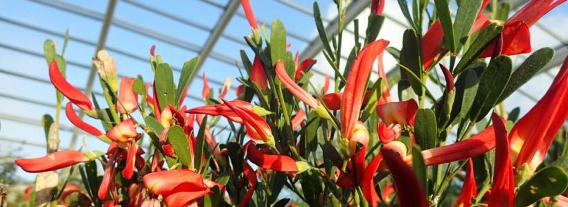 Fires in Australia - a Great Glasshouse Perspective