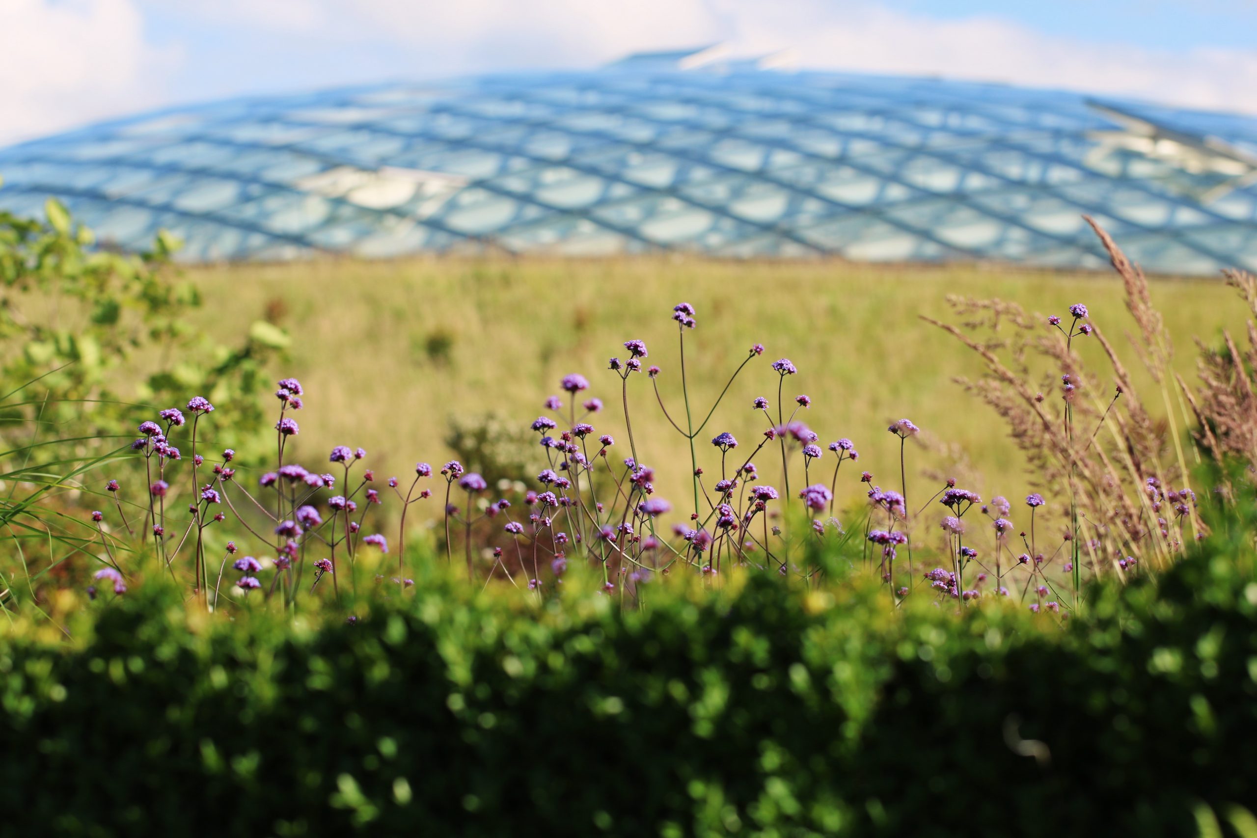 Mae Gardd Fotaneg Genedlaethol Cymru ar agor - National Botanic Garden ...