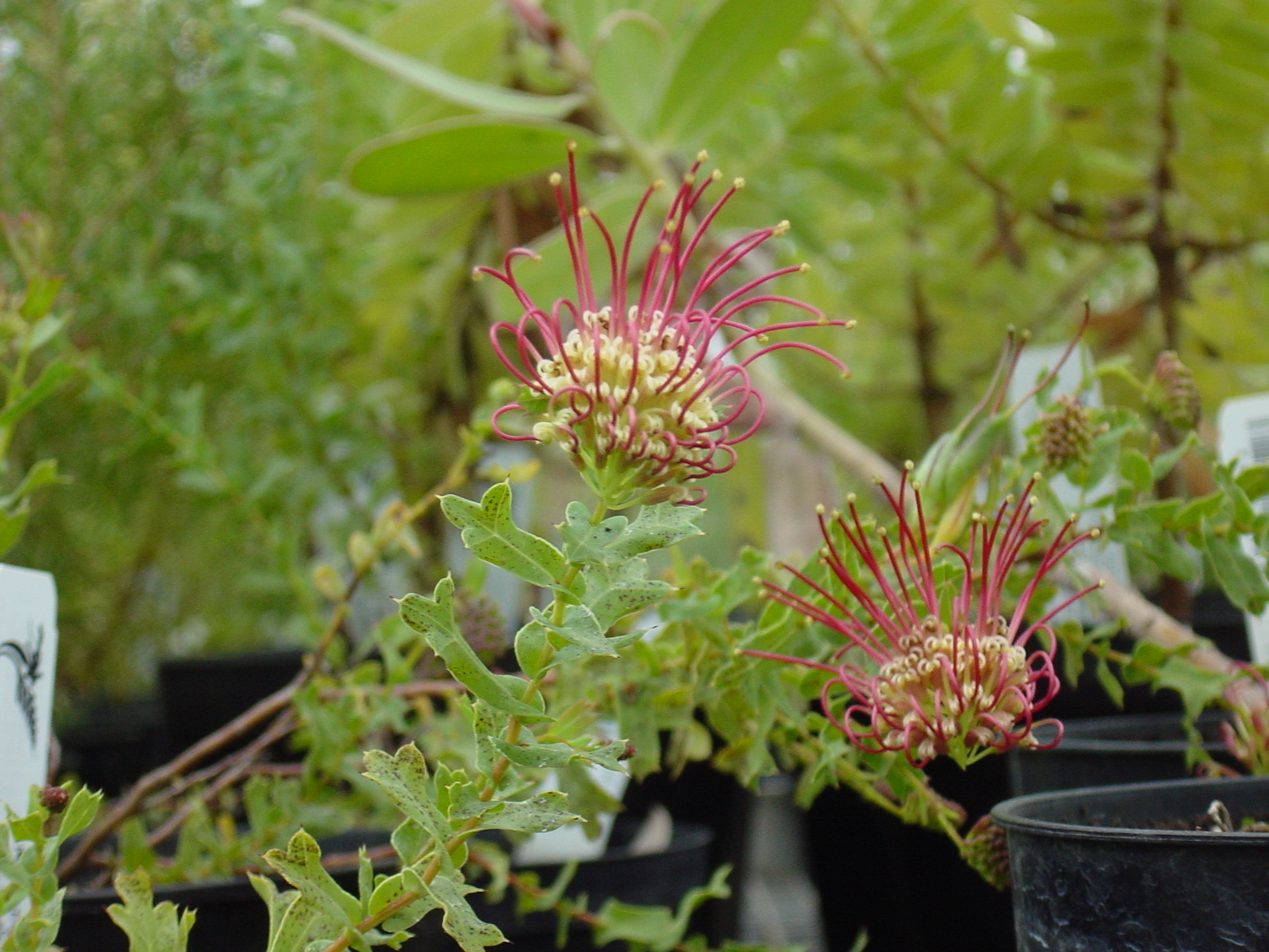 Mabwysiadu McCutcheon’s Grevillea